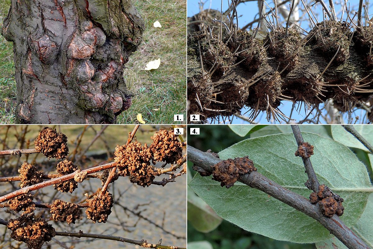 Baktériumos gyökérgolyva (Agrobacterium tumefaciens) indukálta gubacsok különböző gazdanövényeken