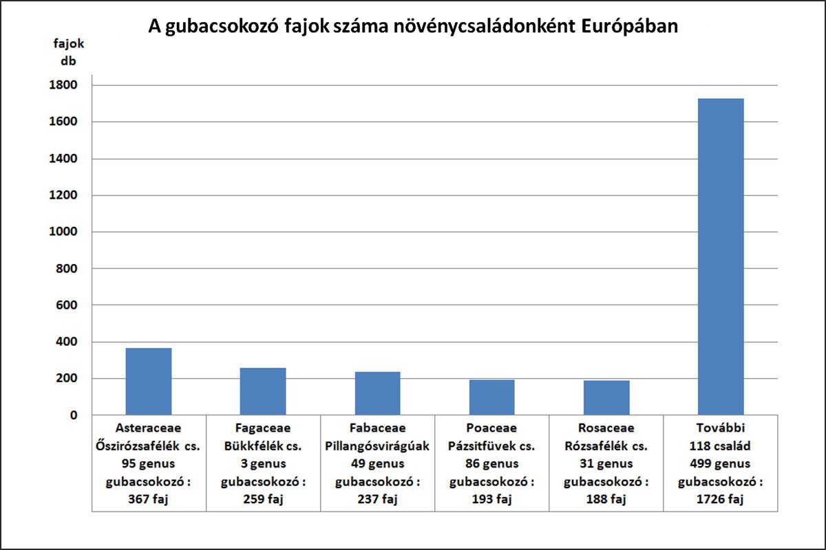 A gubacsokozó fajok száma a zárvatermők családjaiban