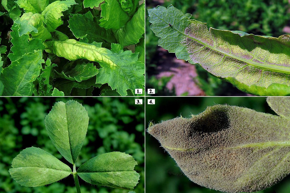 Peronospora fajok által okozott torzulások/gubacsok szántóföldi növények levelein