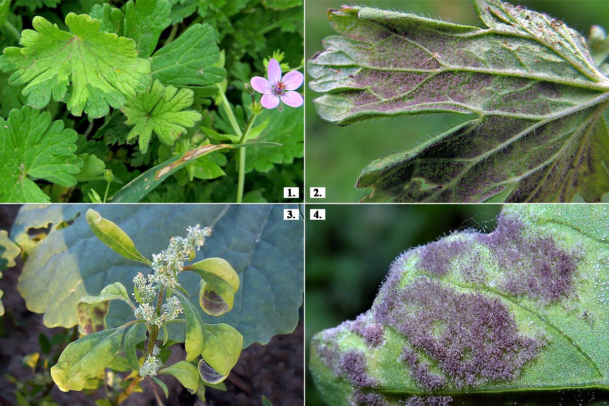 Peronospora fajok által okozott torzulások/gubacsok gyomnövények levelein