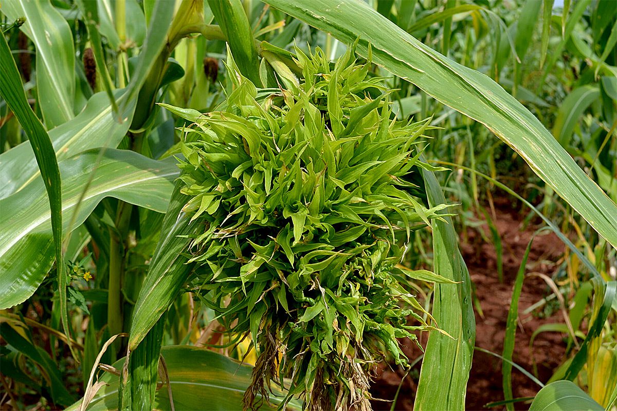 Kukoricaperonoszpóra (Sclerophthora macrospora) okozta ’bolondfej’ betegség a termesztett kukorica (Zea mays) címervirágzatában