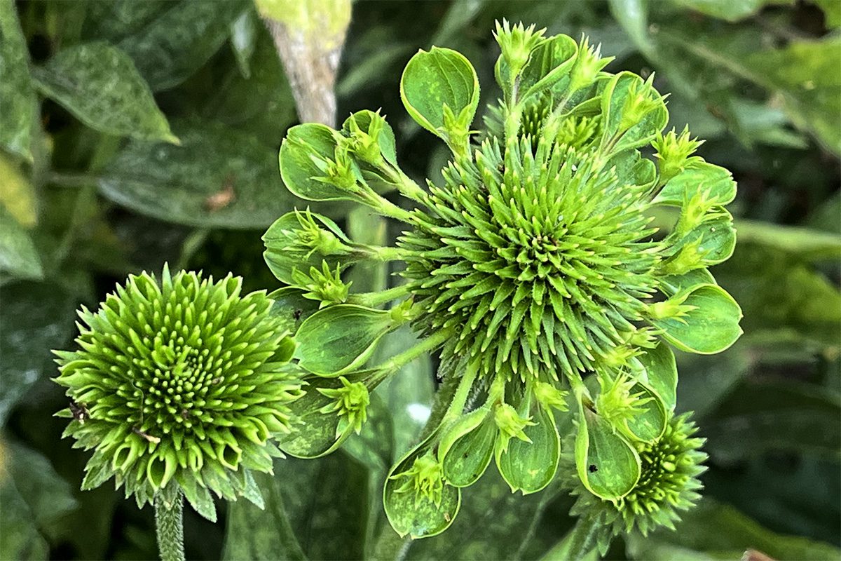 Őszirózsa (Aster sp.) ellevelesedése - (Ca. Phytoplasma asterisʻ)