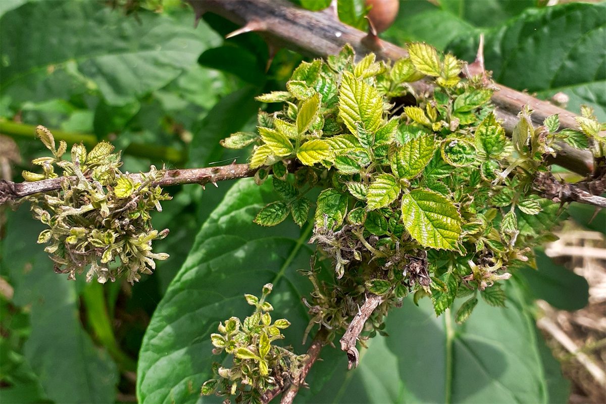 Egy szederfaj (Rubus sp.) boszorkányseprűsödése (Ca. Phytoplasma rubiʻ)