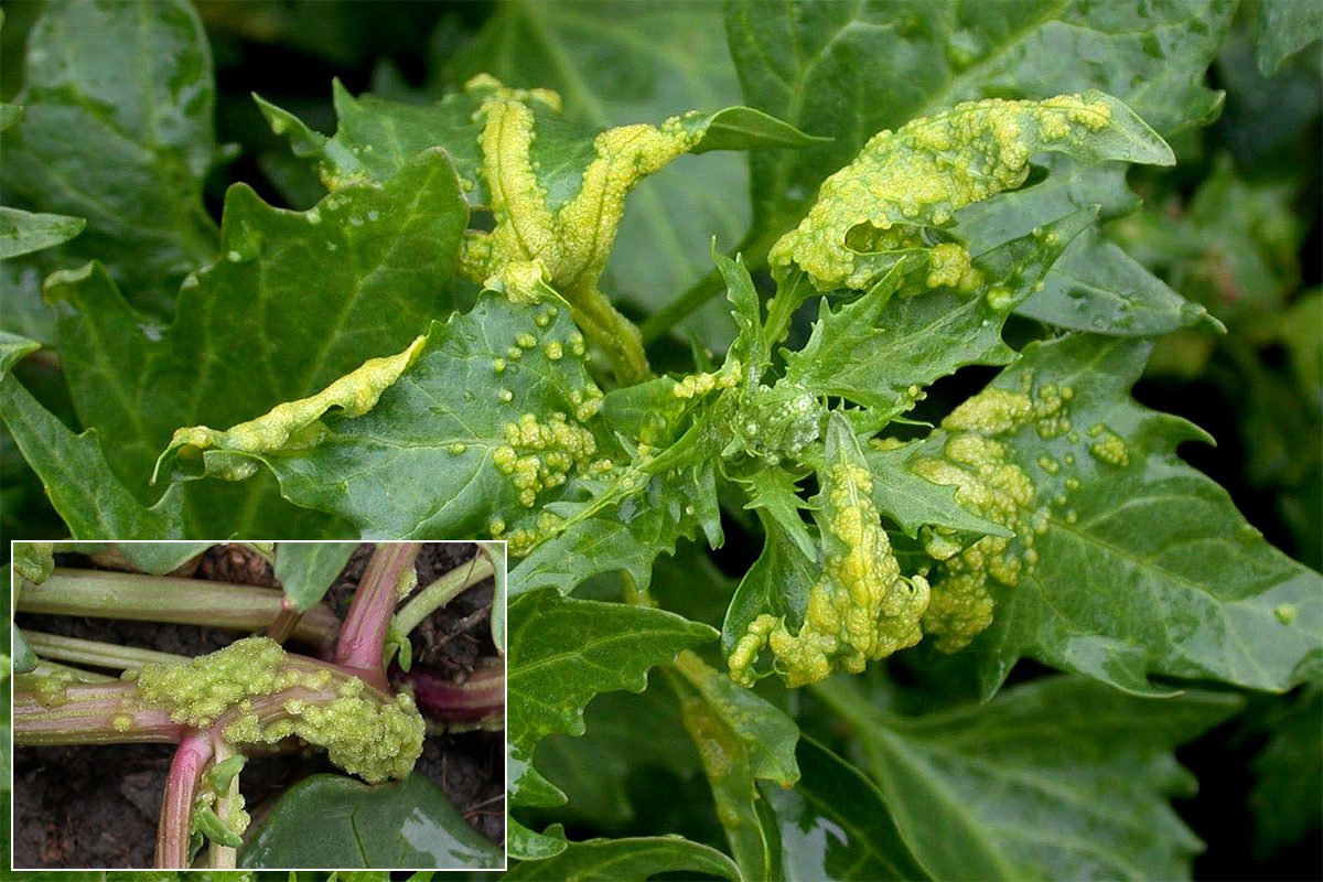 A Physoderma pulposum okozta duzzanatok a libatop (Chenopodium sp.) levelein és szárán