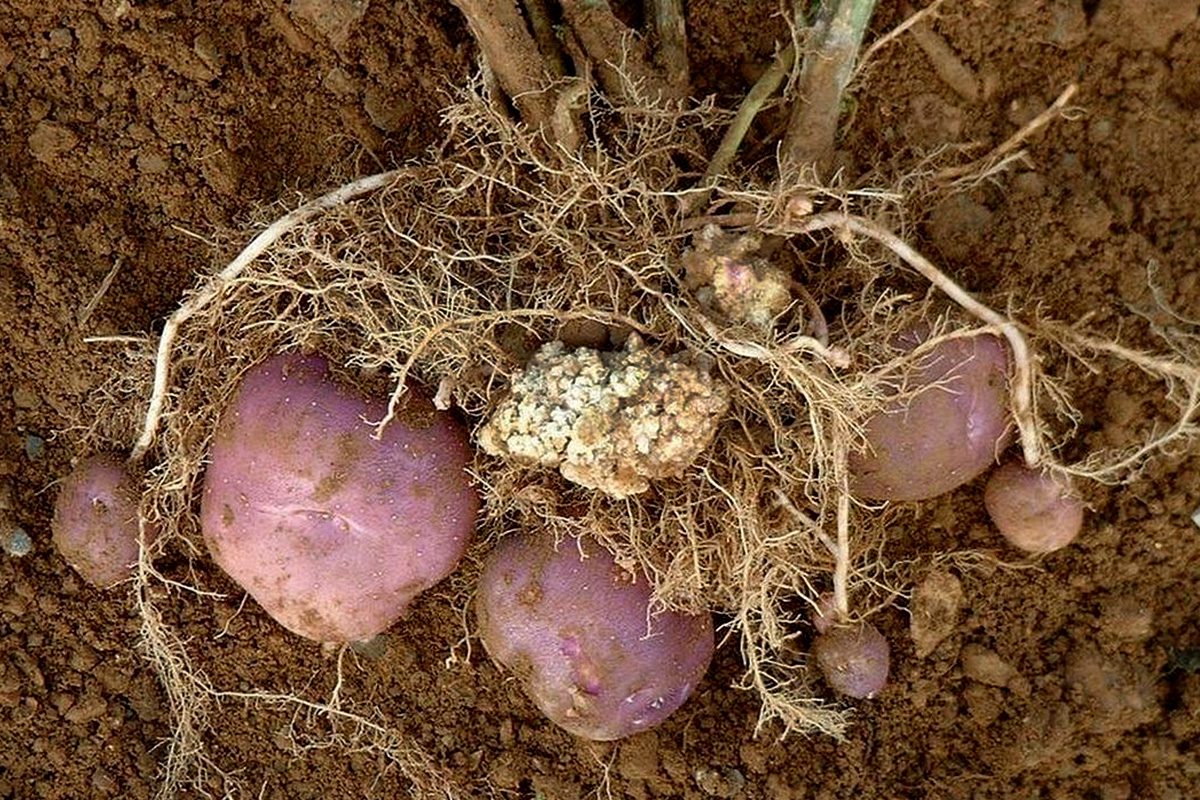 A Synchytrium endobioticum okozta ’burgonyarák’ a burgonya (Solanum tuberosum) gumóin