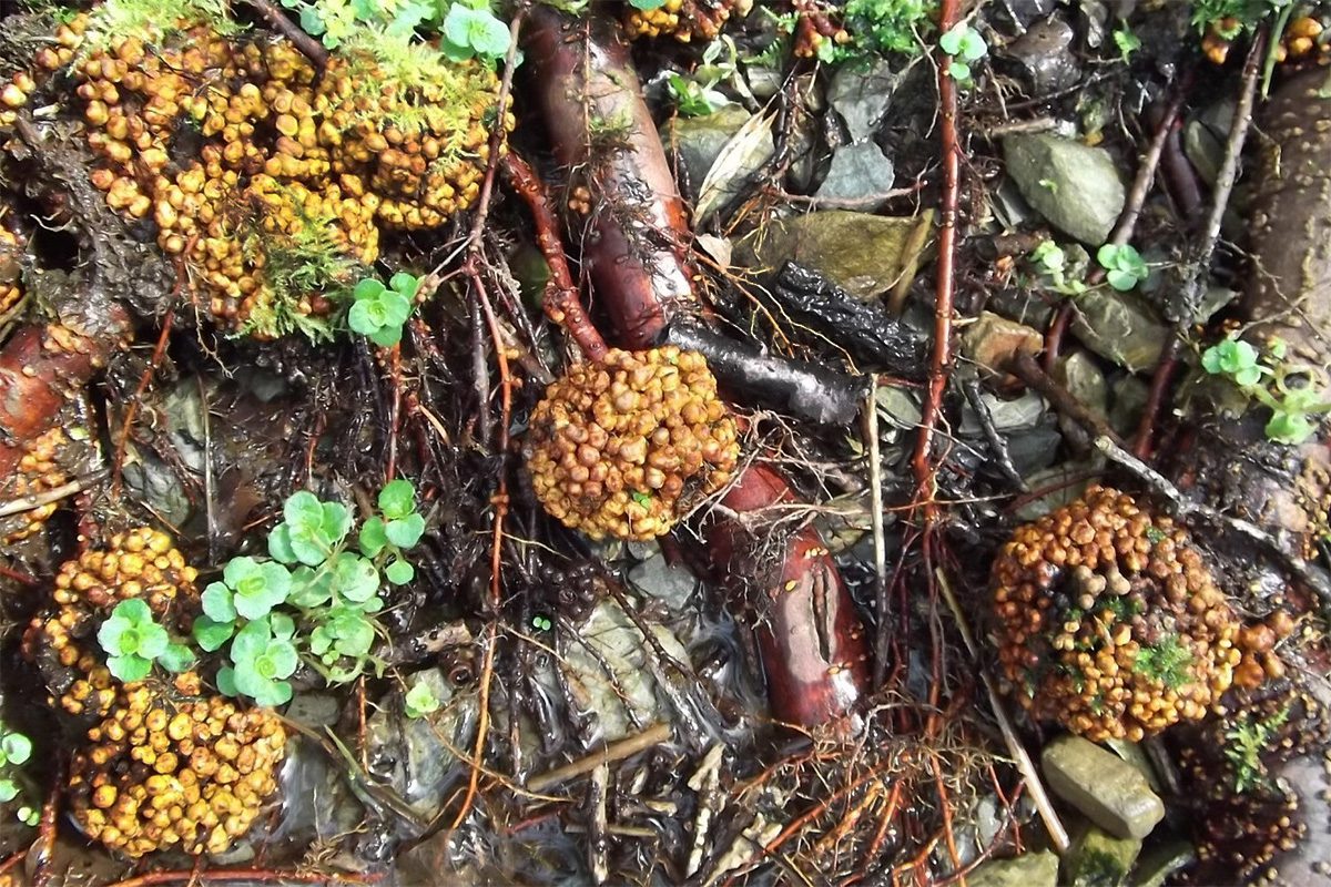 Nitrogéngyűjtő baktérium (Frankia alni) gümői éger (Alnus sp.) gyökerén.