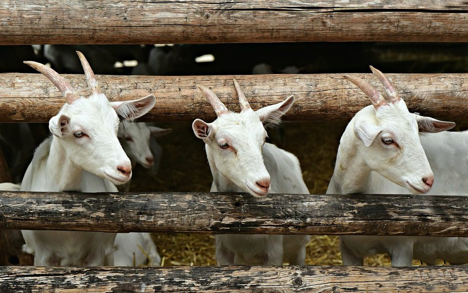 A betegség gyorsan, könnyen és sokféleképpen képes terjedni