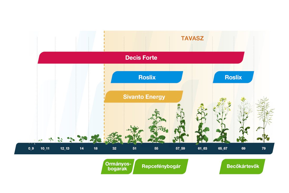 Bayer növényvédelmi technológia őszi káposztarepce kártevők elleni védelmére a tavaszi időszakban