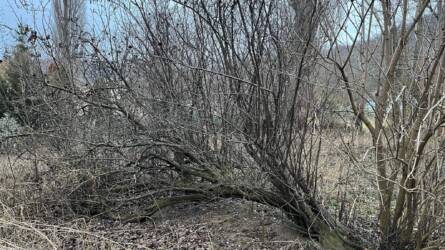 Érdemes megmenteni a földön elfekvő törzsű birsalmafát?