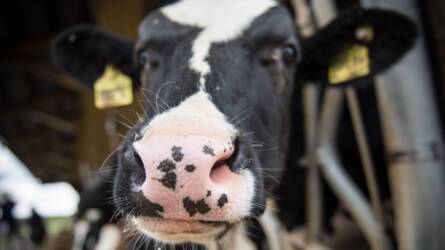 Megkezdődött a közvetlen agrártámogatások végkifizetése