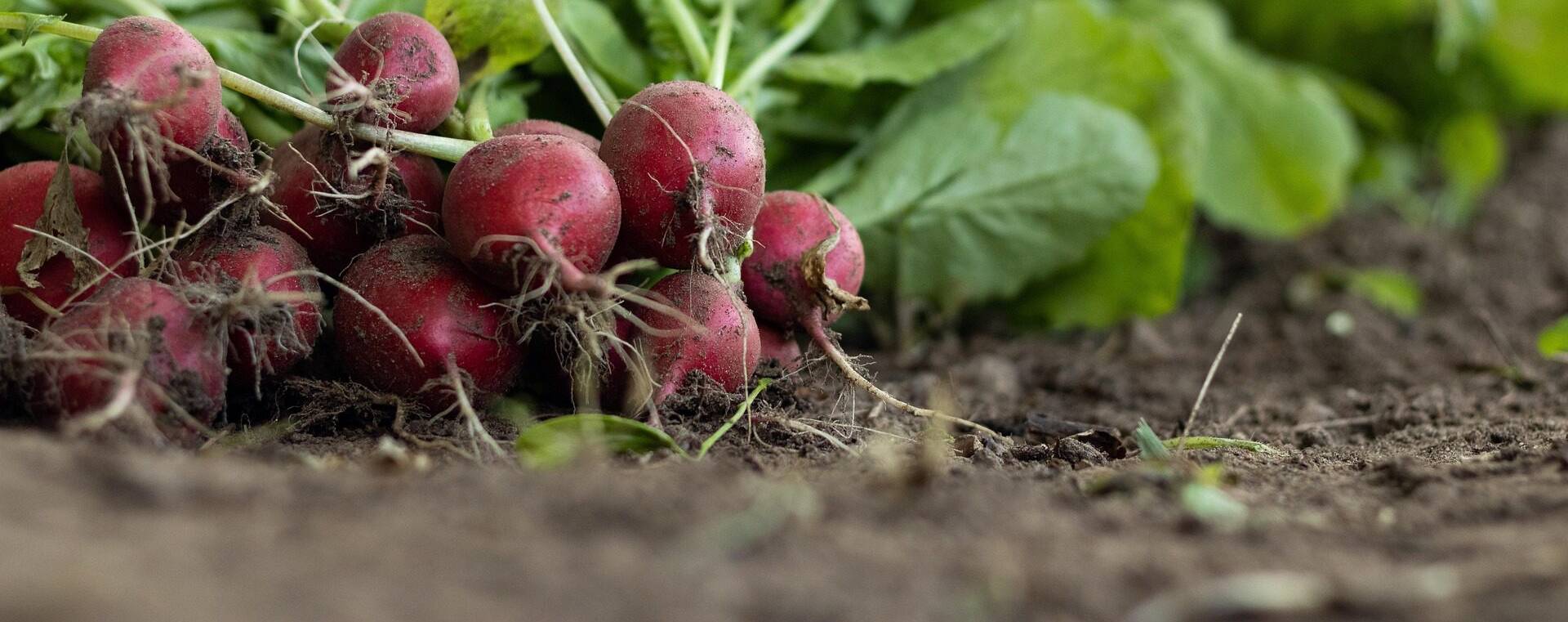 Egyre nagyobb figyelmet kap a retek