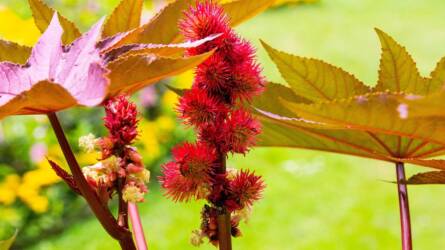 A ricinus mérgező növény - nem veszélyes a házikerti nevelése?