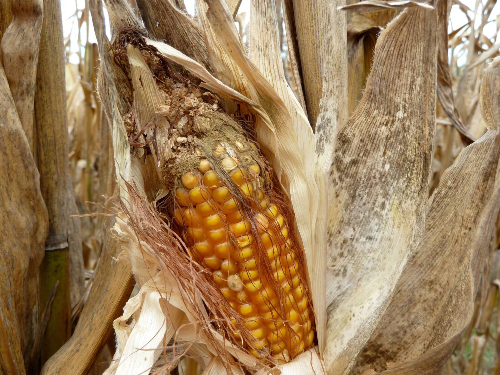 Aflatoxin kukoricában