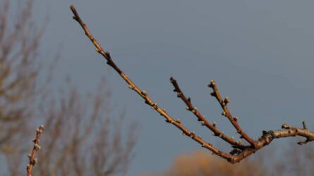 Jó tanácsok a tavaszi metszéshez + videó