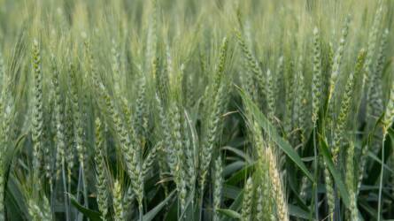 Green Last Veg és Natural Force – a minőségi búzatermésért