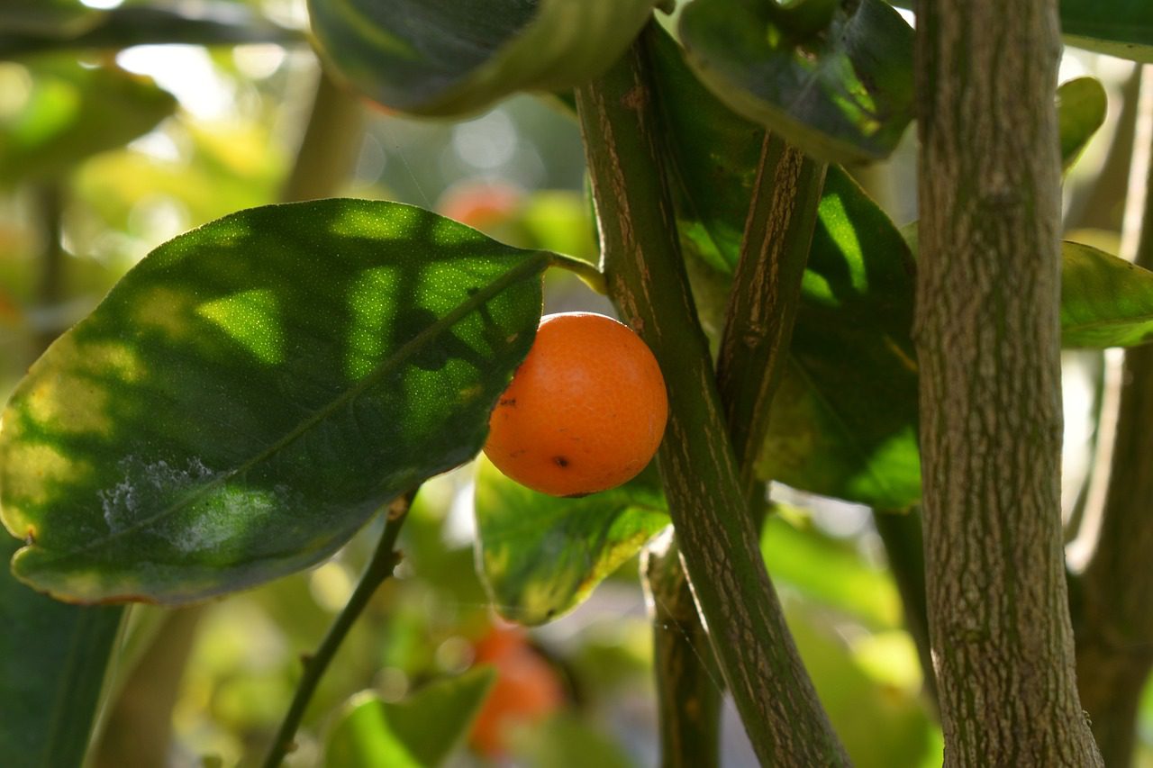 A citrusfélék napfénykedvelő, meleg éghajlatról származó növények