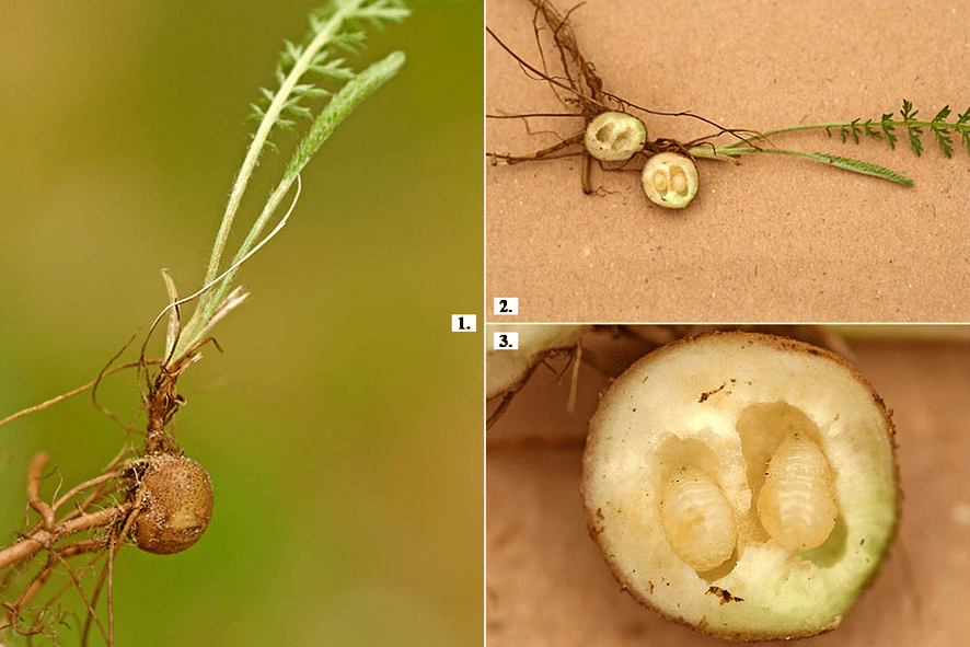 Egy példa a gyökérgubacsokat okozó kétszárnyúak (Diptera) rendjéből