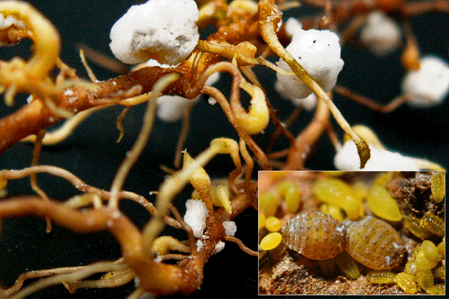 Egy példa a gyökérgubacsokat okozó szipókásalakúak (Hemiptera) rendsorozat törpetetvek (Phylloxeridae) családjából