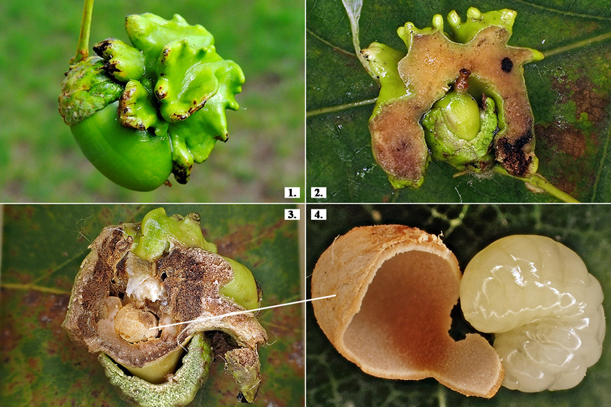 Egy példa a valódi gubacsdarázsfélék (Cynipidae) okozta termésgubacsokra
