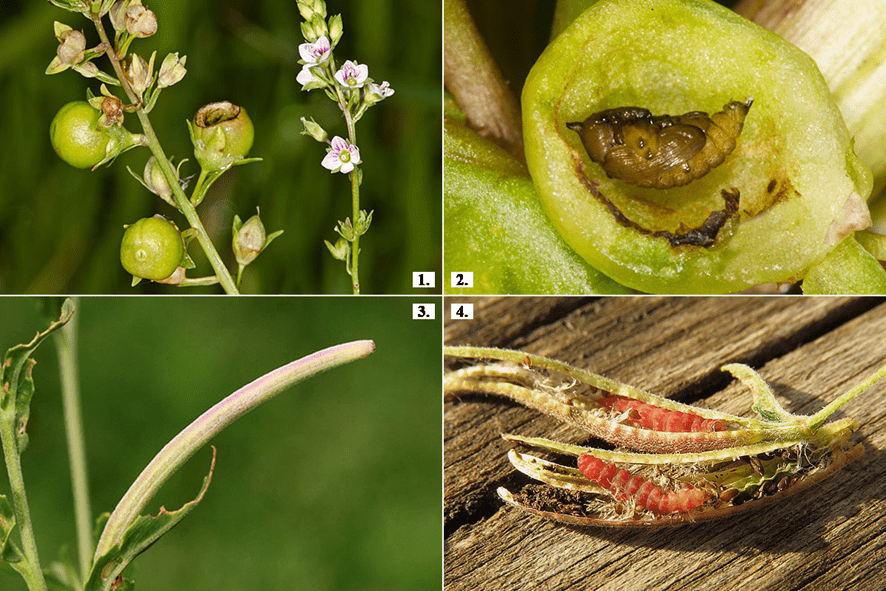 Egy-egy példa a termésgubacsokat okozó bogarak (Coleoptera) és a lepkék (Lepidoptera) rendjeiből