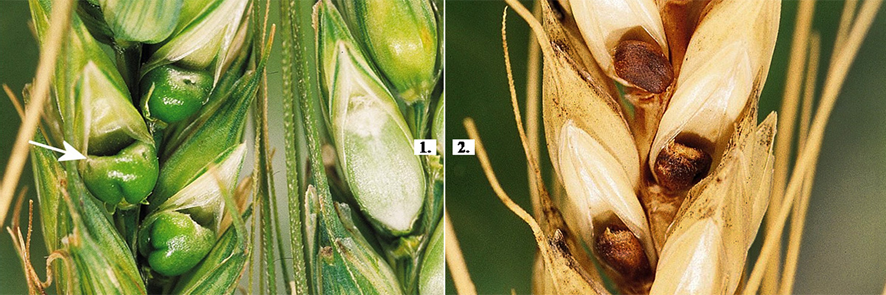 Egy példa a termésgubacsokat okozó fonálférgek (Nematoda) törzséből