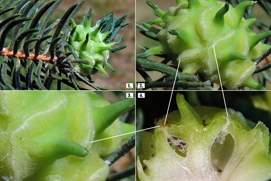 Egy példa a rügygubacsokat okozó szipókásalakúak (Hemiptera) rendsorozatából