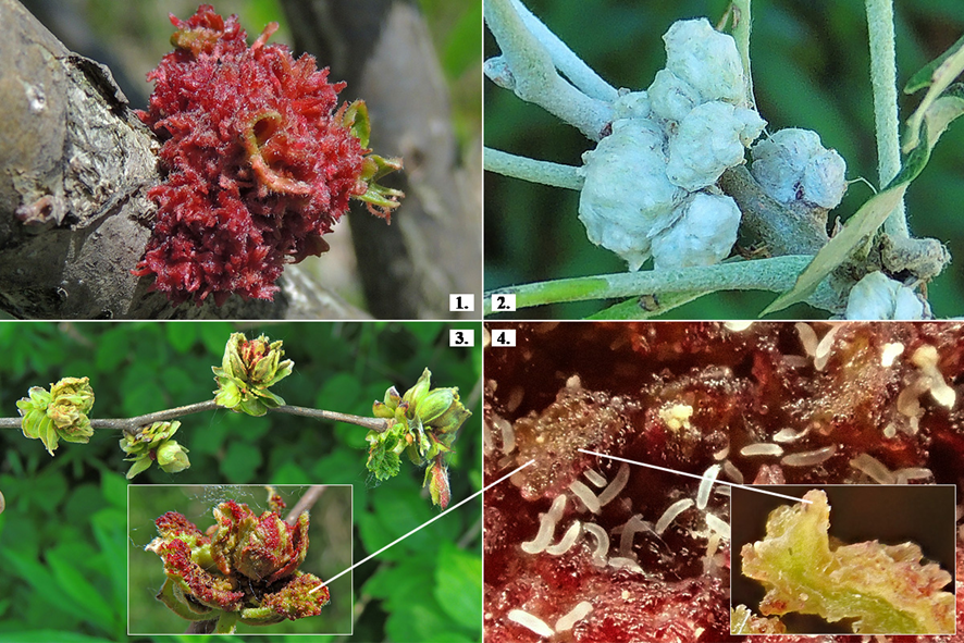 Egy-egy példa a gubacsatkák (Eriophyidae és Phytoptidae) okozta rügygubacsokra