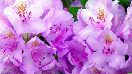 Árnyékos ékkő: a rododendron helyes nevelése