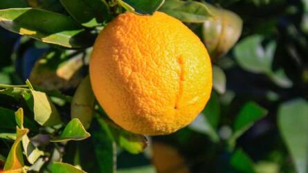 Citrusok nevelése: így érzi jól magát cserépben