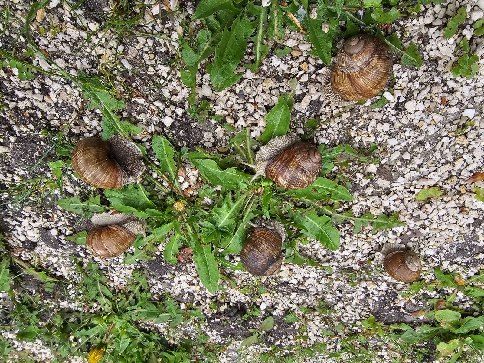 A csigacsapatot ábrázoló fotó 04.15-én hajnalban, egy pesti parkban készült (Fotó: Zsigó György)