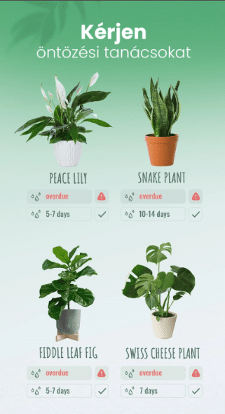 A Blossom fizetős alkalmazás, és növénygondozási tanácsokkal is ellát - Forrás Google Play Áruház