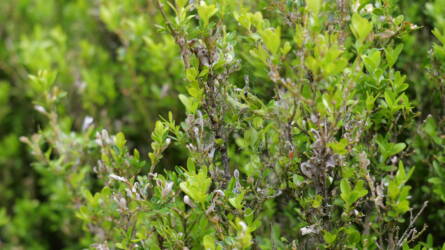 A buxus meddig működhet: avagy a puszpángmoly kártétele