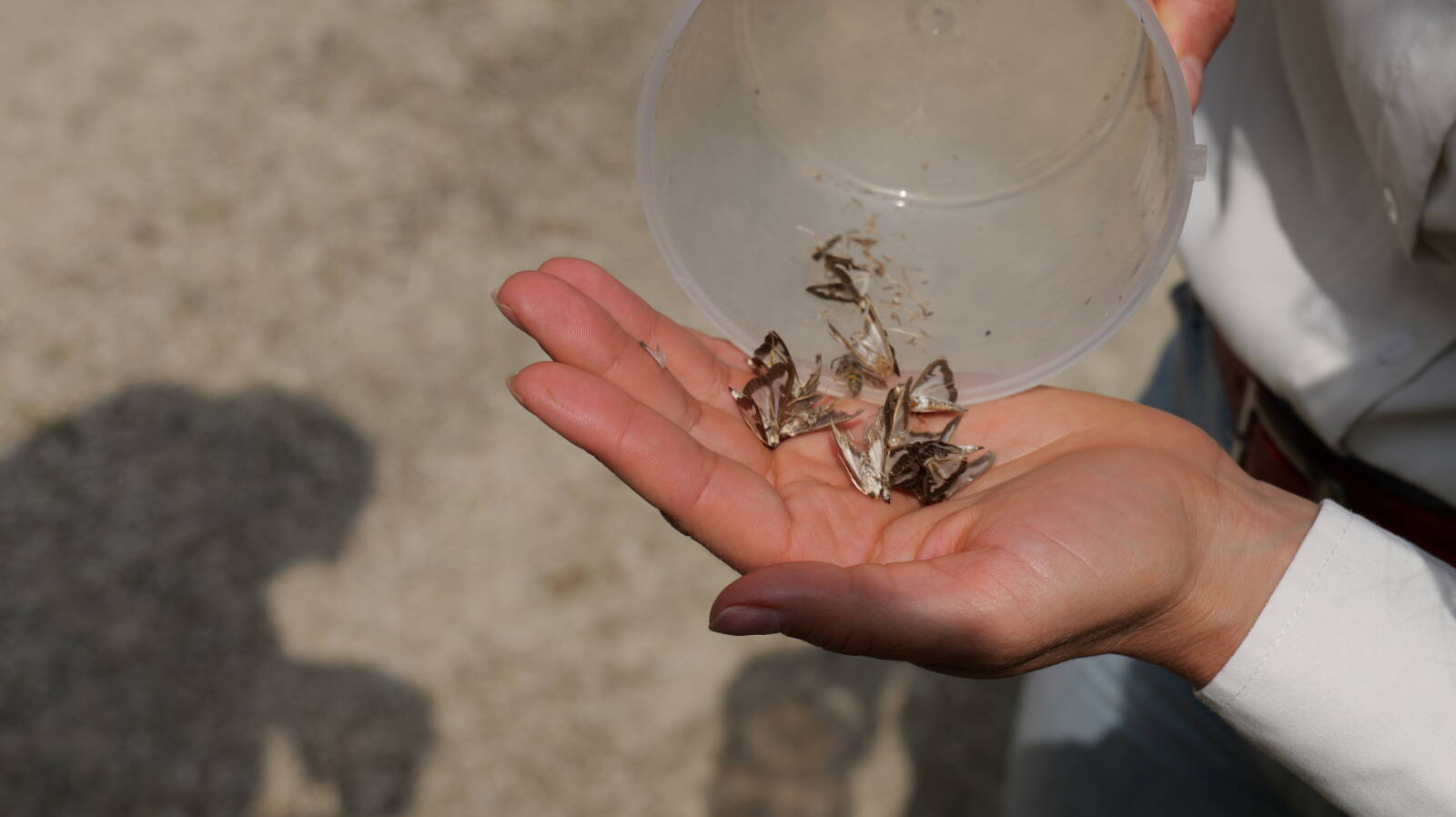 A varsás csapda, és szexferomon megfelelő eszköz lehet a védekezés időpontjának meghatározásában (Fotó: Dabis Balázs Silvius)