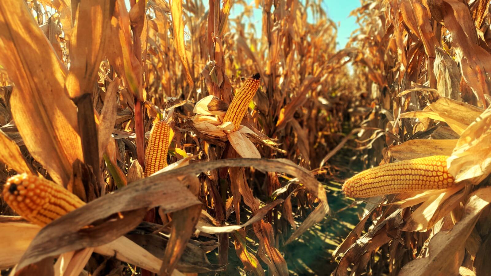 A megfelelően időzített cinkpótlás a termékenyülés és csődifferenciálódás záloga (Forrás: TIMAC AGRO Hungária Kft.)