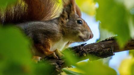 Mókus a kertben – aranyos látogató vagy bosszantó vendég?