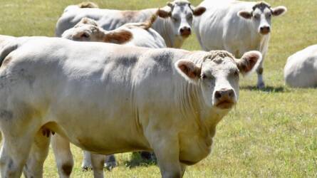 Nyári hőstressz megelőzése szarvasmarha-állományokban
