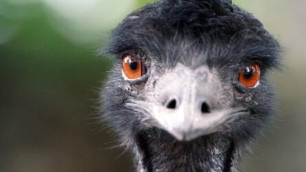 Emu, mint alternatív haszonállat