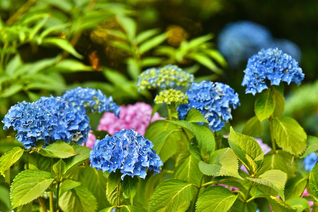 Leginkább a nagyvirágú hortenzia (Hydrangea macrophylla) esetén járhat sikerrel