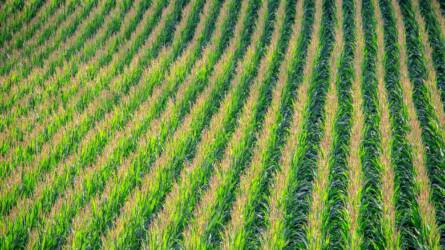 Biostimulátor-oldatok a környezeti stresszhelyzetek ellen