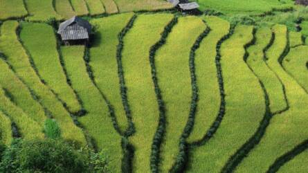 Vietnam fokozza az európai agrár-erdészeti exportot