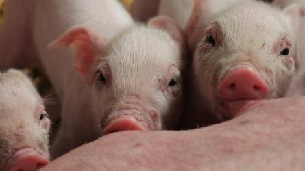 Hatékonyabb állattartással kevesebb antibiotikum?