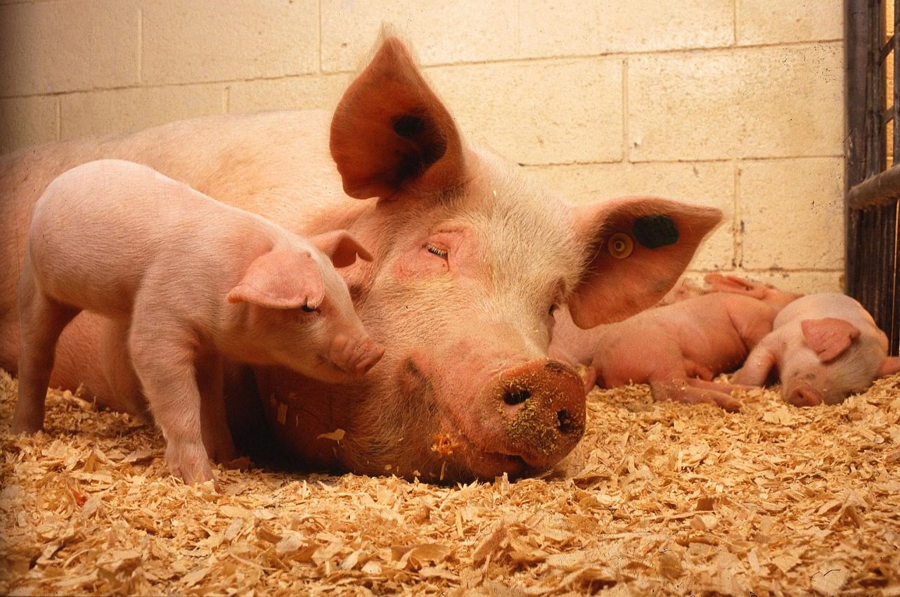 A RENOFARM nevű kezdeményezés célja, az antibiotikumhasználat csökkentése a mezőgazdaságban