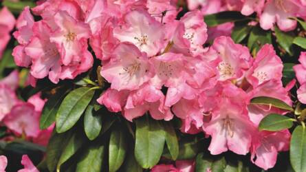 Rhododendron vagy azálea? Nem ugyanaz a növény!