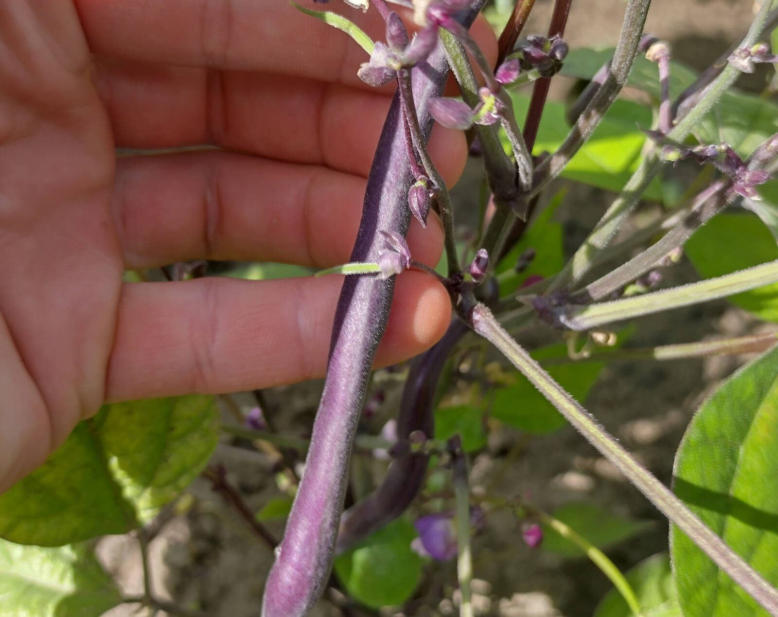 Lila hüvelyű zöldbab (’Amethyst’ fajta)