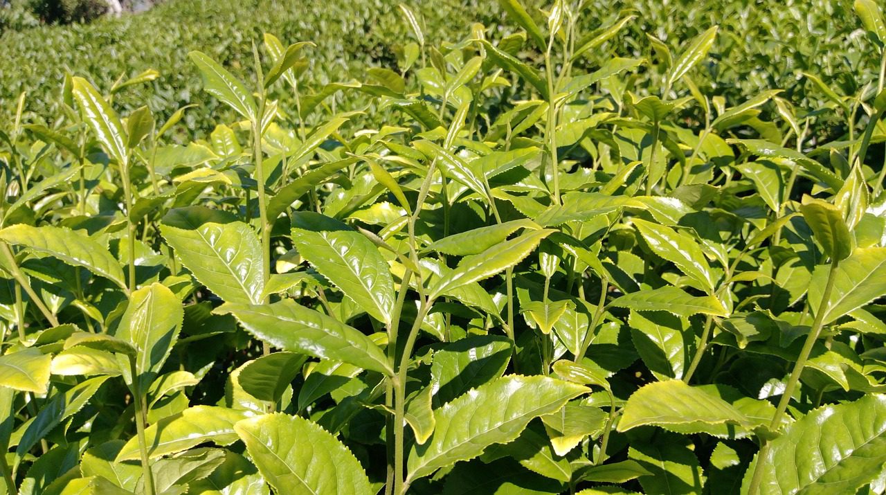 Teacserje: Európában csak a var. sinensis valamilyen hibridje bírja a klímát