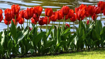 Drágulnak a tulipánok: a jövőben duplájára nőhet a hagymák ára