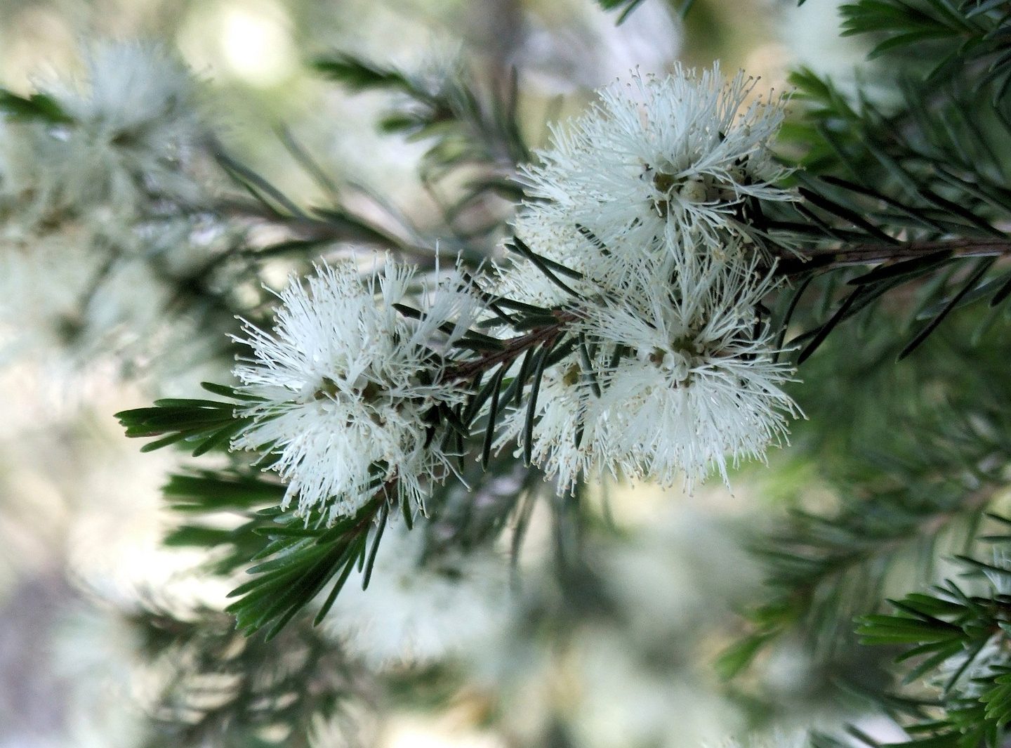 A teafaolaj, az ausztrál Melaleuca alternifolia növényből kivont illóolaj