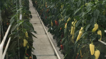 Az étkezési paprika ökológiai igényei
