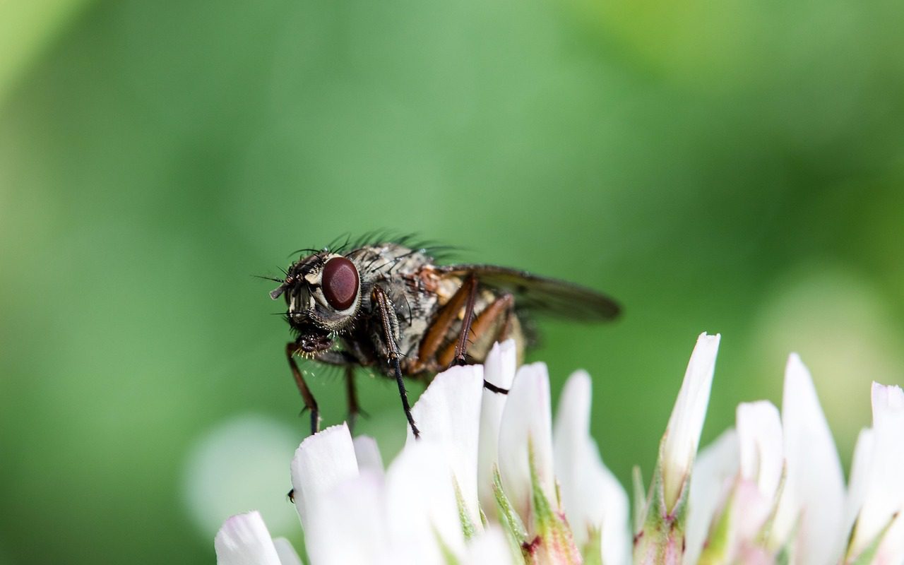 A fémeslégyfélék (Calliphoridae) családjába tartozó parazita