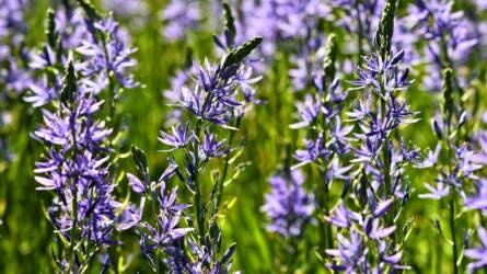 Prérigyertya: Camassia a díszkertben